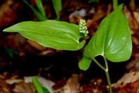 Maianthemum bifolium
